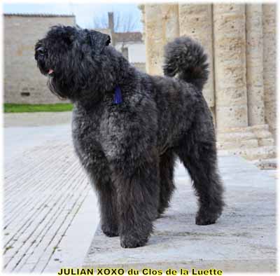 JULIAN XOXO du Clos de la Luette SITE WEB ELEVAGE DU CLOS DE LA LUETTE SPECIALISE POUR LE BOUVIER DES FLANDRES COPYRIGHT DEPOSE